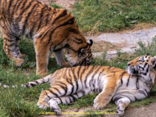 Zoo Koeln