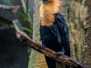Zoo Koeln