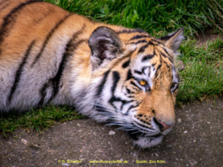 Zoo Koeln