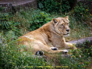 Zoo Koeln