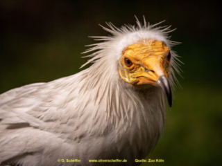 Zoo Koeln