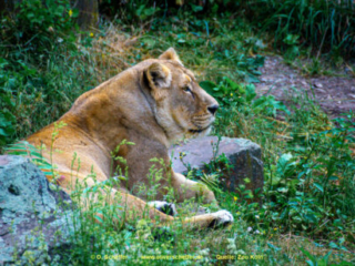 Zoo Koeln