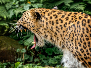 Zoo Koeln