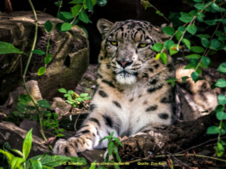 Zoo Koeln