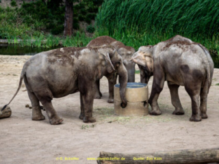 Zoo Koeln