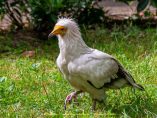 Zoo Koeln