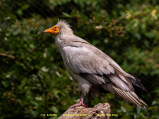 Zoo Koeln