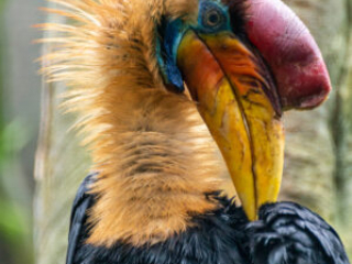 Zoo Koeln
