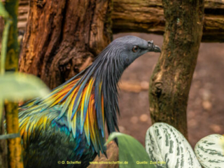 Zoo Koeln