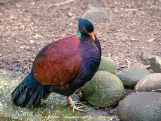 Zoo Koeln