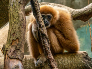 Zoo Koeln