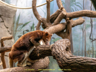 Zoo Koeln