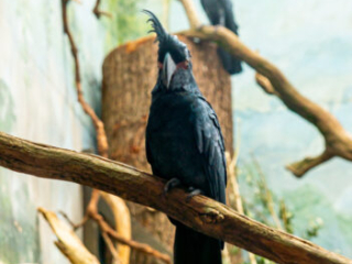 Zoo Koeln