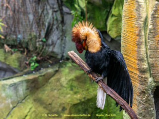 Zoo Koeln