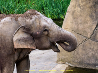 Zoo Koeln