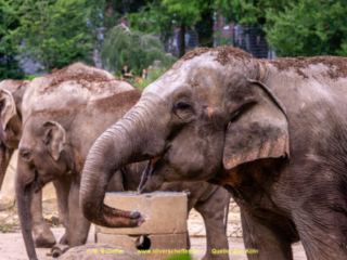 Zoo Koeln