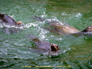 Zoo Koeln