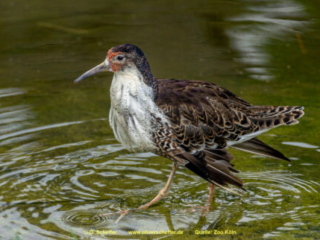 Zoo Koeln