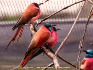 Zoo Koeln