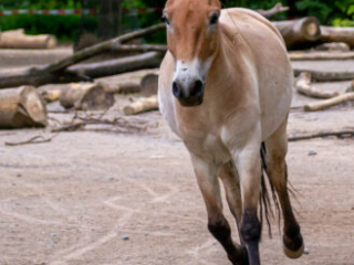 Zoo Koeln
