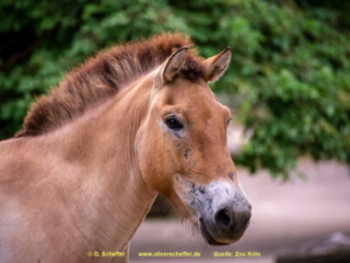 Zoo Koeln