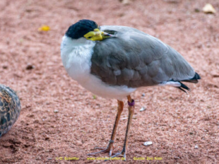 Zoo Koeln