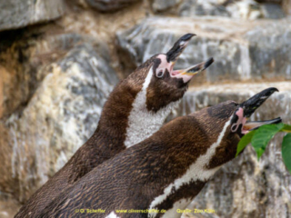 Zoo Koeln