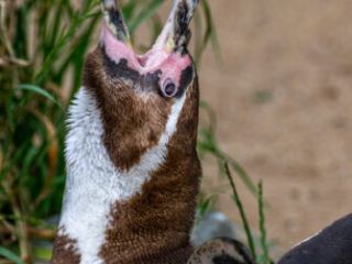 Zoo Koeln