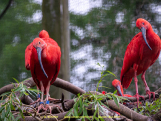 Zoo Koeln