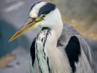 Zoo Koeln