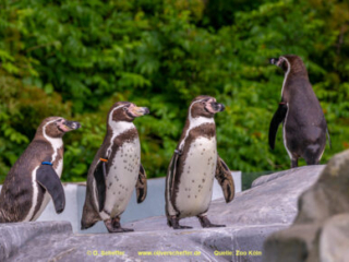 Zoo Koeln