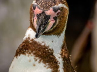 Zoo Koeln