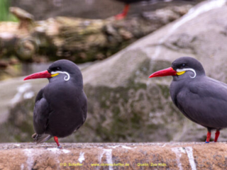 Zoo Koeln