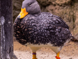 Zoo Koeln