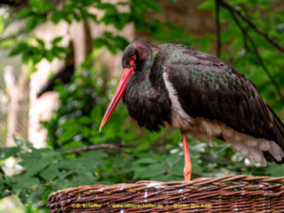 Zoo Koeln