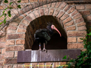 Zoo Koeln