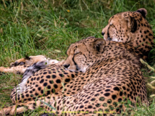 Zoo Koeln