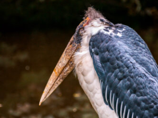 Zoo Koeln