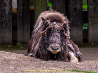 Zoo Koeln