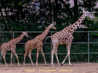 Zoo Koeln