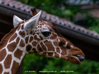Zoo Koeln