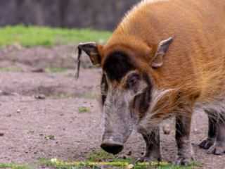 Zoo Koeln