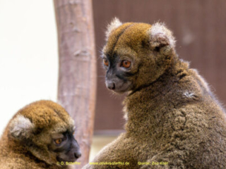 Zoo Koeln