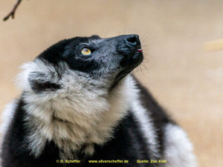 Zoo Koeln