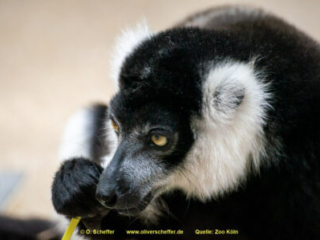 Zoo Koeln