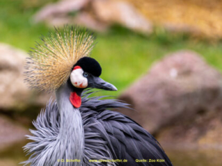 Zoo Koeln