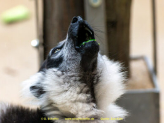 Zoo Koeln