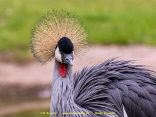 Zoo Koeln
