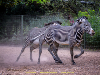 Zoo Koeln