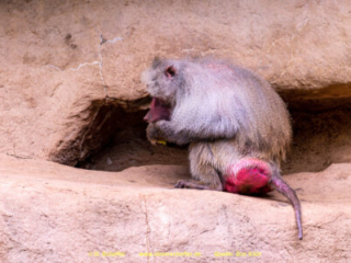 Zoo Koeln